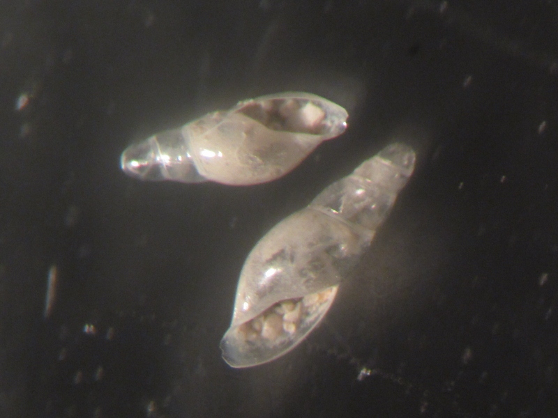 Haliella stenostoma?